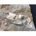 Protocallianassa antiqua Protocallianassa antiqua